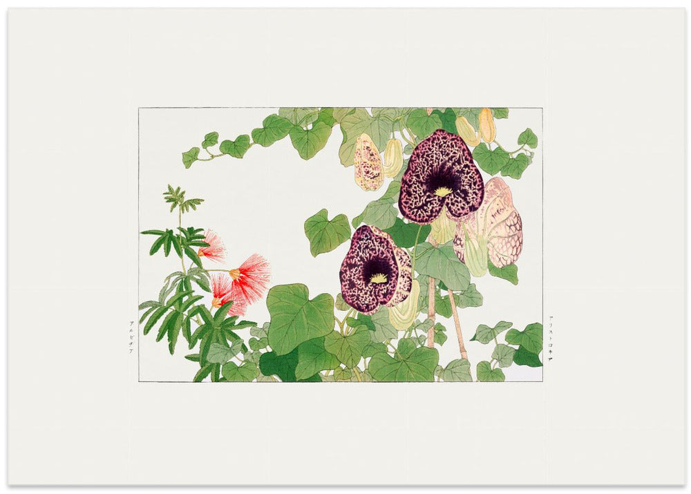 Albizia & Aristolochia Flower
