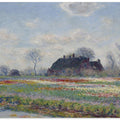 Claude Monet's Tulip Fields At Sassenheim, (1886)