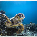Hawksbill turtle