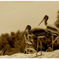 Serene Stork Gathering