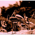Stork Gathering Scene