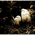Egrets in Harmony
