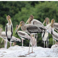 Graceful Storks