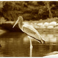 Stork by the Shore