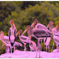 Pink Plumage Gathering