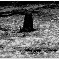 Silent Meadow Stump