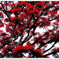 Crimson Canopy