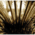Palm Frond Radiance