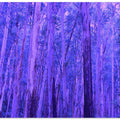 Purple Woodland Realm