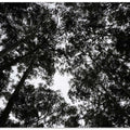 Forest Canopy Whisper