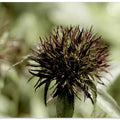 Thistle Whisper
