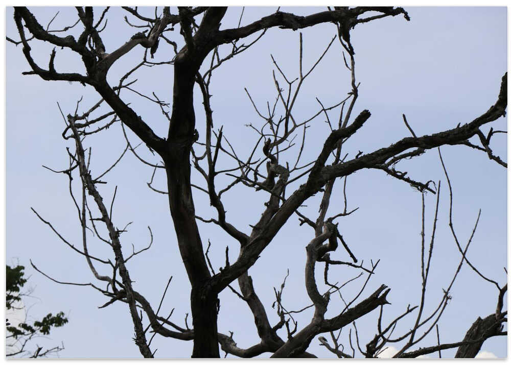 Bare Branch Whispers