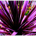 Purple Frond Burst