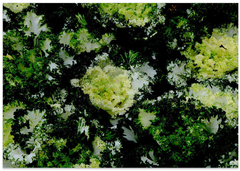 Garden Kale Tapestry