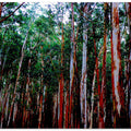 Eucalyptus Symphony