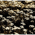 Sepia Blossom Field