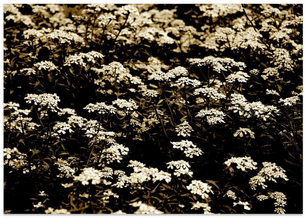 Sepia Blossom Field