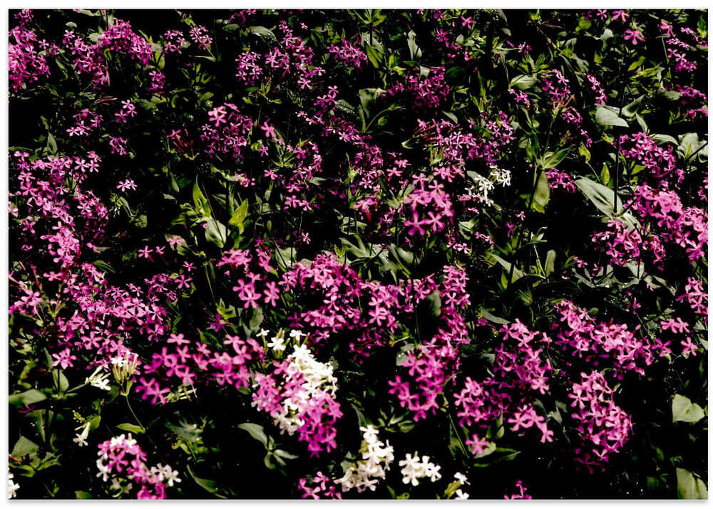 Purple Bloom Carpet