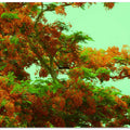 Flame Tree Blossom