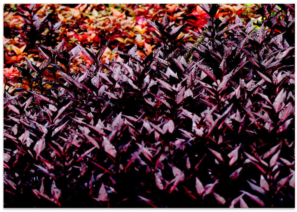 Crimson Leaf Tapestry