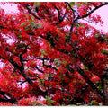 Crimson Canopy