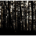 Silhouette Forest