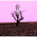 Solitary Tree Scene