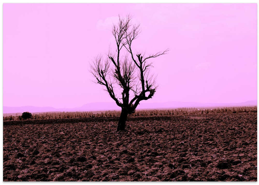 Solitary Tree Scene
