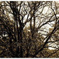 Entangled Branches