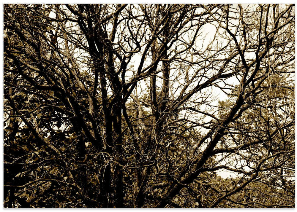 Entangled Branches
