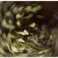 Whirling Leaves