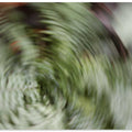 Whirling Leaves