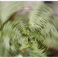 Fern Spiral Vortex