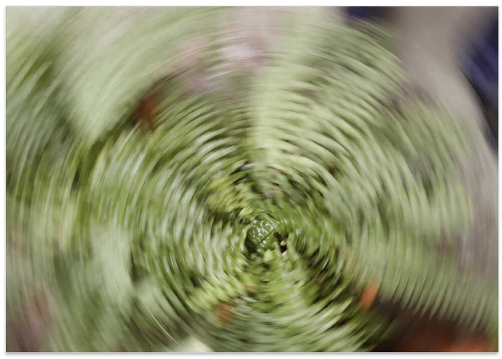Fern Spiral Vortex