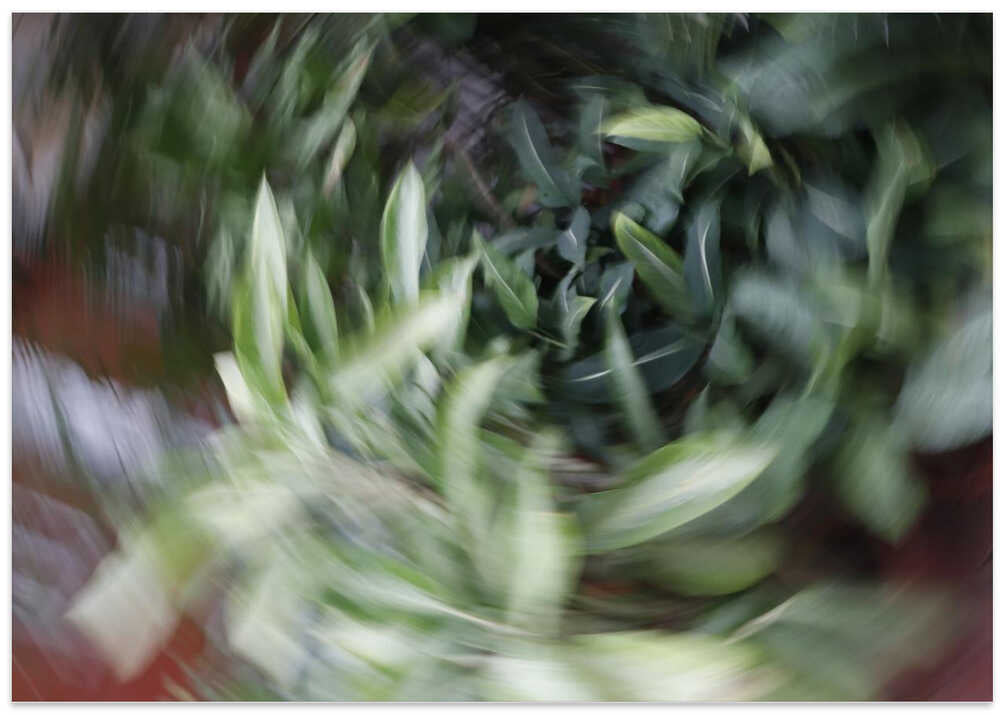 Swirling Foliage Spin