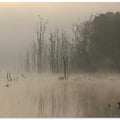 Silent Misty Lake