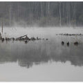 Misty Reflections