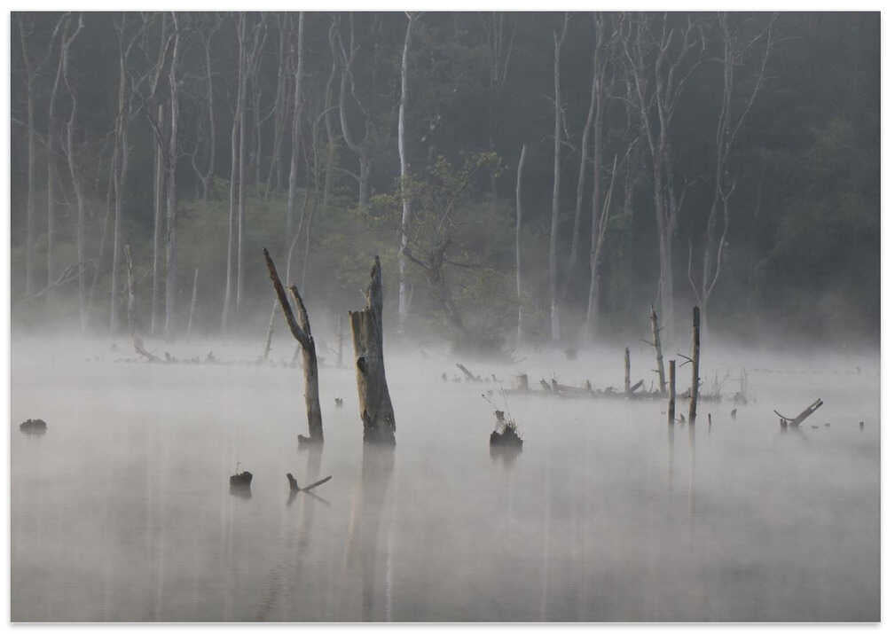 Misty Forest Stillness
