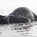 Elephant's Bathing Bliss