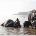 Elephants in River