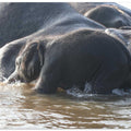 Elephant Water Play