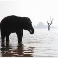 Elephant in the Mist