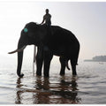River Elephant Ride