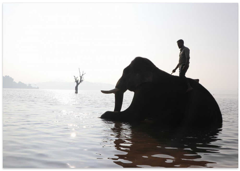 Elephant's Morning Dip