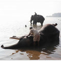Elephant Bathing Ritual