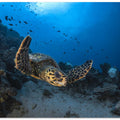 Hawksbill sea turtle