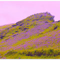 Lavender Hillside Dream
