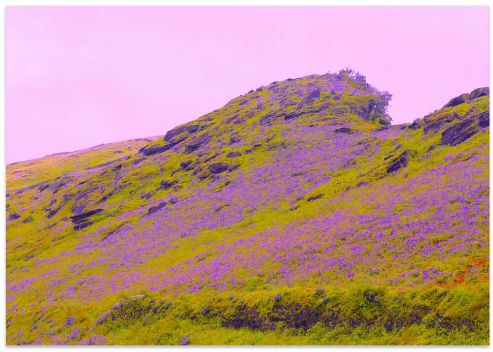 Lavender Hillside Dream