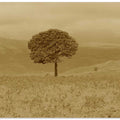 Lonely Tree Landscape