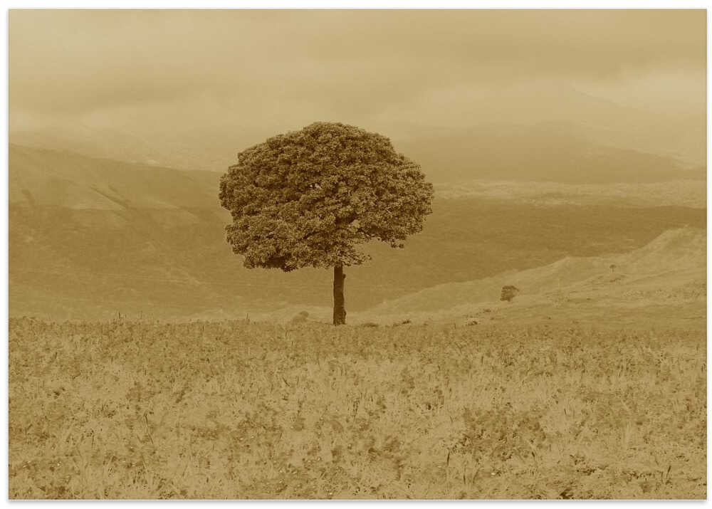 Lonely Tree Landscape